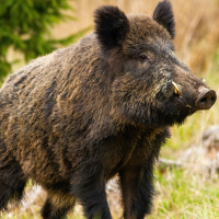 Un nuevo mapa europeo del jabalí lanza una seria advertencia