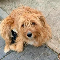 Rescatan a seis cachorros recién nacidos abandonados vivos en Extremadura