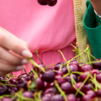 Ya hay fecha para el pago de la ayuda excepcional a las explotaciones de cereza
