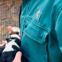 Rescatan a seis cachorros recién nacidos abandonados vivos en Extremadura