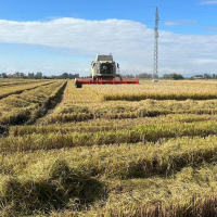 Los arroceros extremeños contra Bruselas por la "invasión de arroces de países remotos"