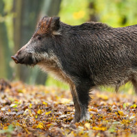 Asaja Extremadura solicita 3 M€ para abatir 50.000 jabalíes y evitar contagios