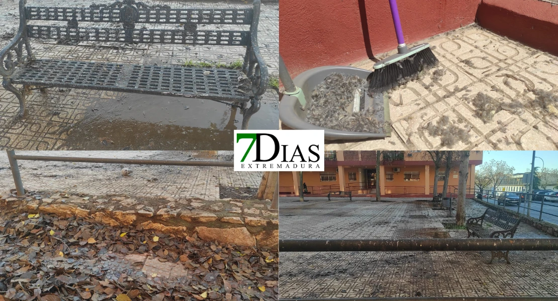 Vecinos desesperados en Badajoz por la plaga de gorriones y la falta de poda