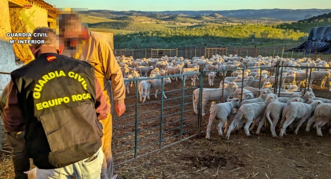 Robo de ganado en una finca extremeña: le pillan transportando 41 borregos sustraídos