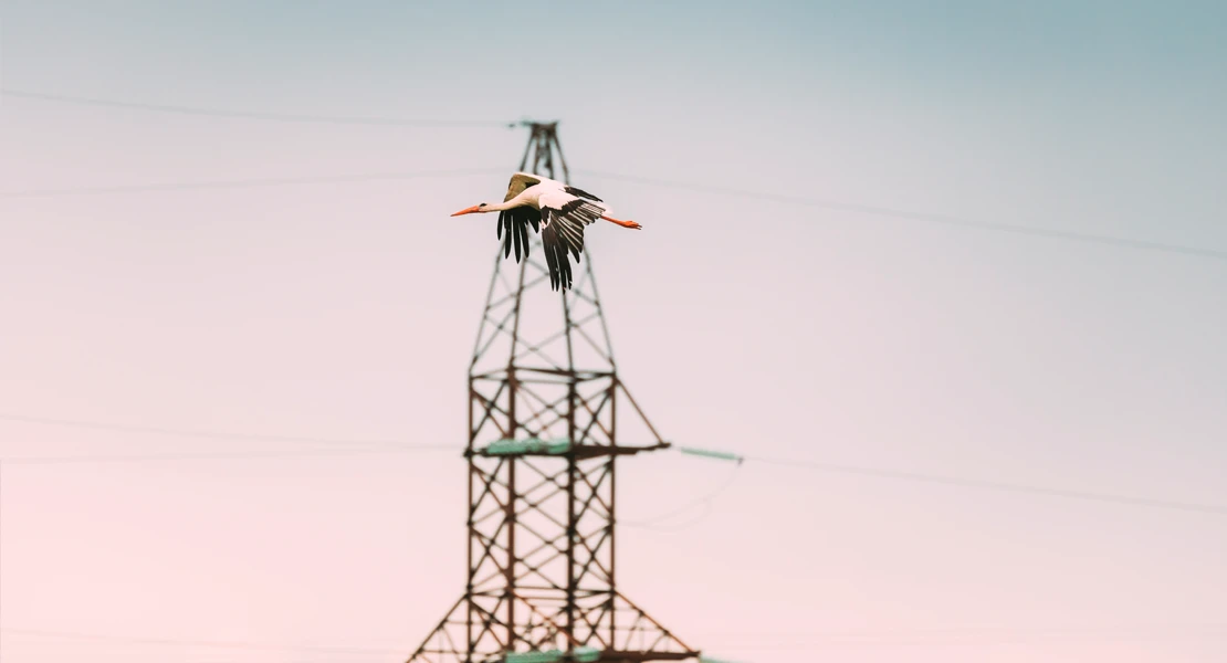 30.000 aves mueren cada año en España por los tendidos eléctricos