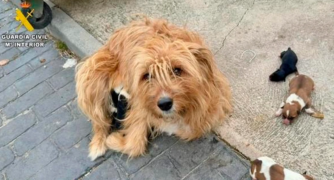 Rescatan a seis cachorros recién nacidos abandonados vivos en Extremadura