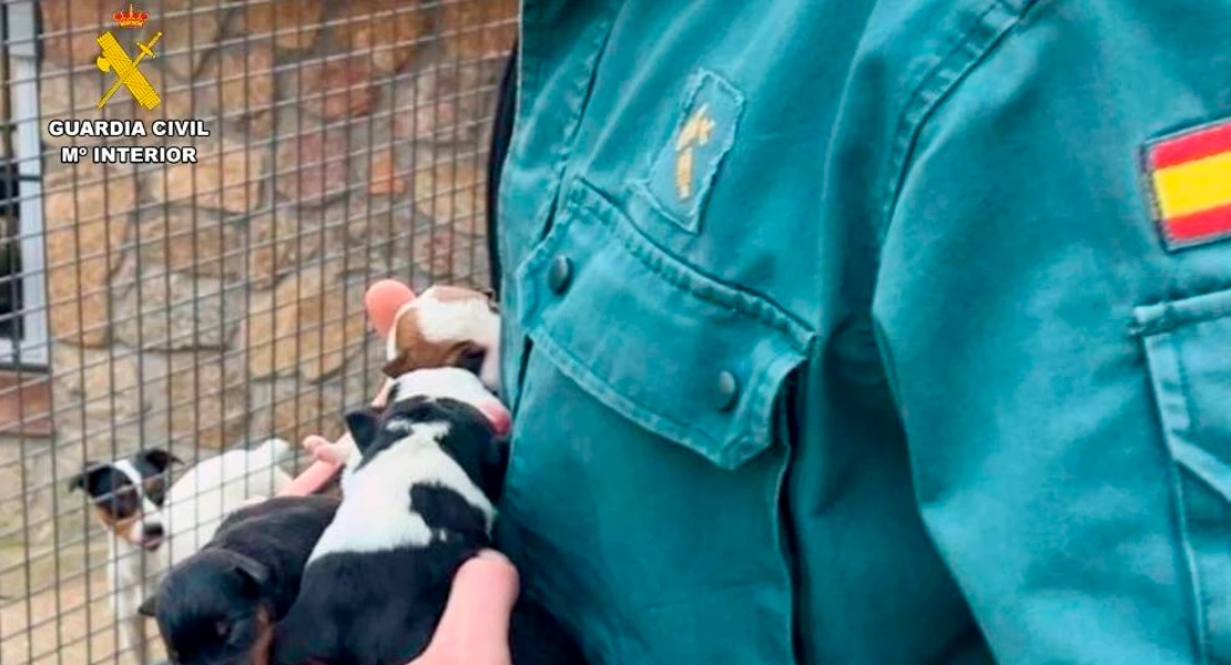 Rescatan a seis cachorros recién nacidos abandonados vivos en Extremadura