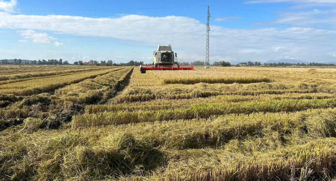 Denuncian el abandono de Europa a los arroceros: "Los consumidores desconocen de dónde procede"