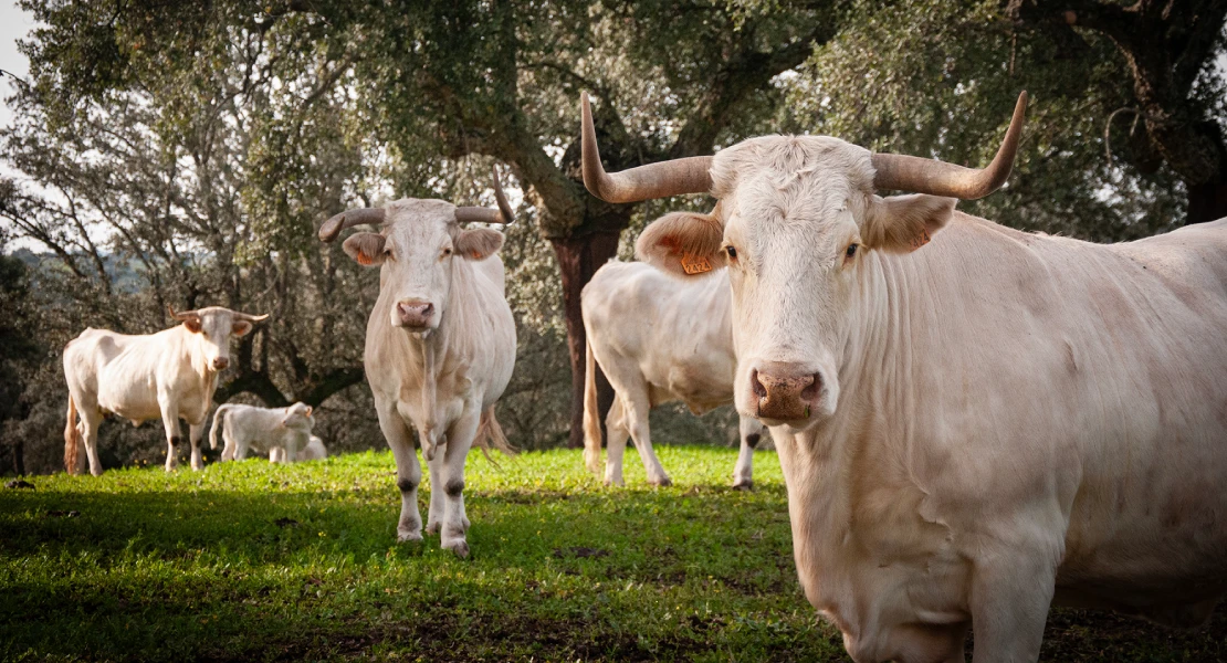 La Diputación de Cáceres impulsa la recuperación de la raza autóctona Blanca Cacereña