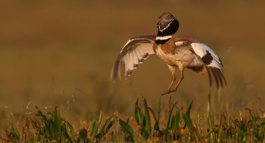 Cargan contra Iberdrola por la nueva línea eléctrica en La Serena: "Cables enfundados o no, las aves se chocan"