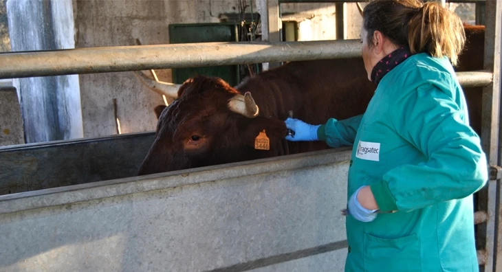 Piden medidas ante el riesgo de entrada de dermatosis nodular contagiosa en Extremadura
