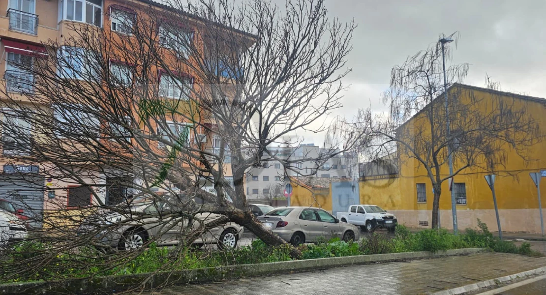 Árboles y techos caídos: un fuerte viento sacude Plasencia en cuestión de minutos