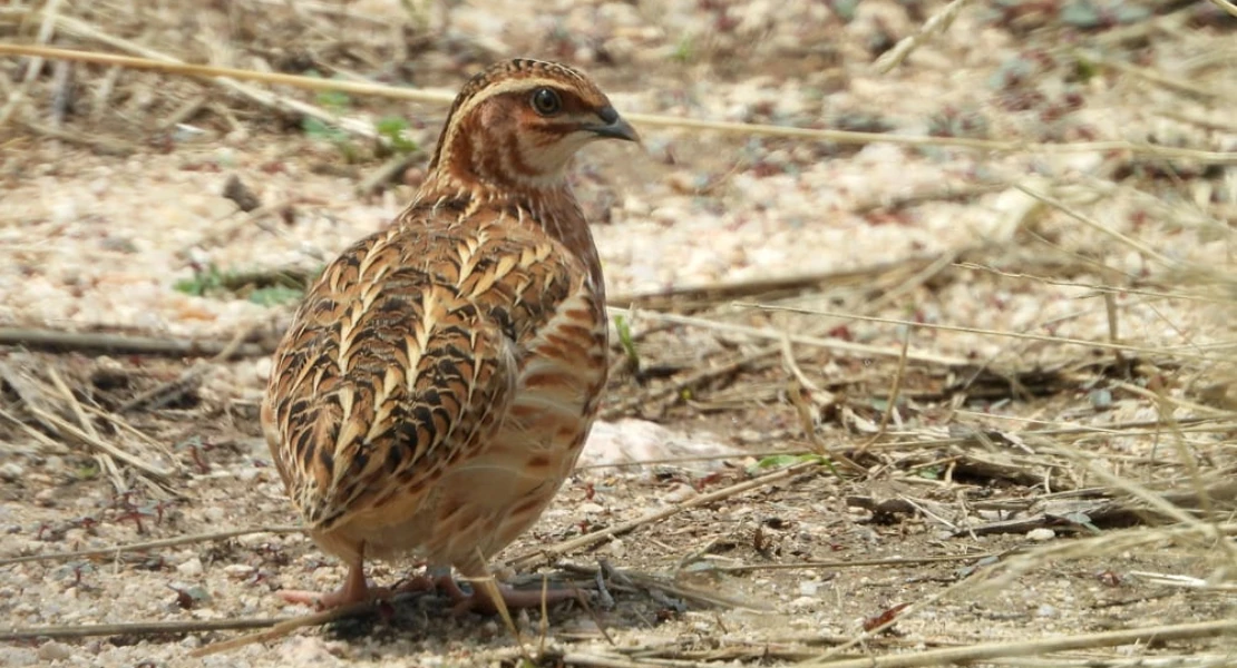 ¿Cuál es la situación real de la codorniz?: "Que no se repita la triste historia de la tórtola"