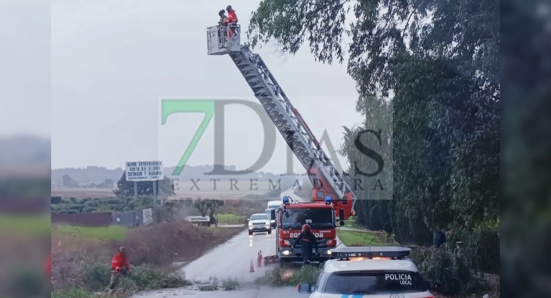 Los bomberos retiran ramas de un árbol antes de que caigan sobre la carretera en Badajoz