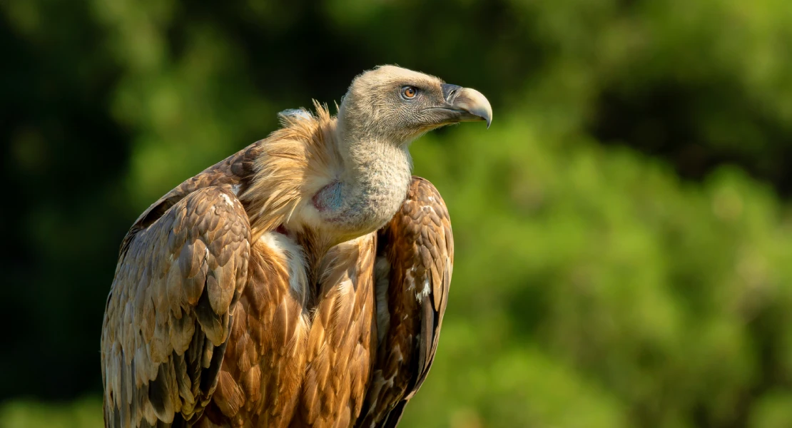 ESTUDIO: La ganadería intensiva es clave para la supervivencia del buitre