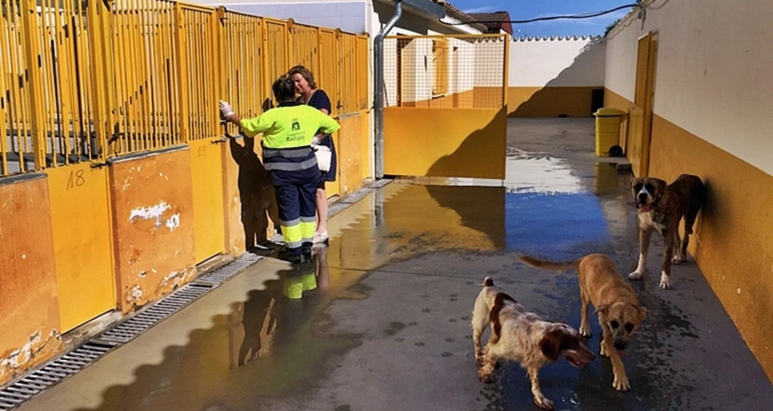 El PSOE indignado: “Pedir donaciones de pienso y dinero para la perrera es una desfachatez institucional”