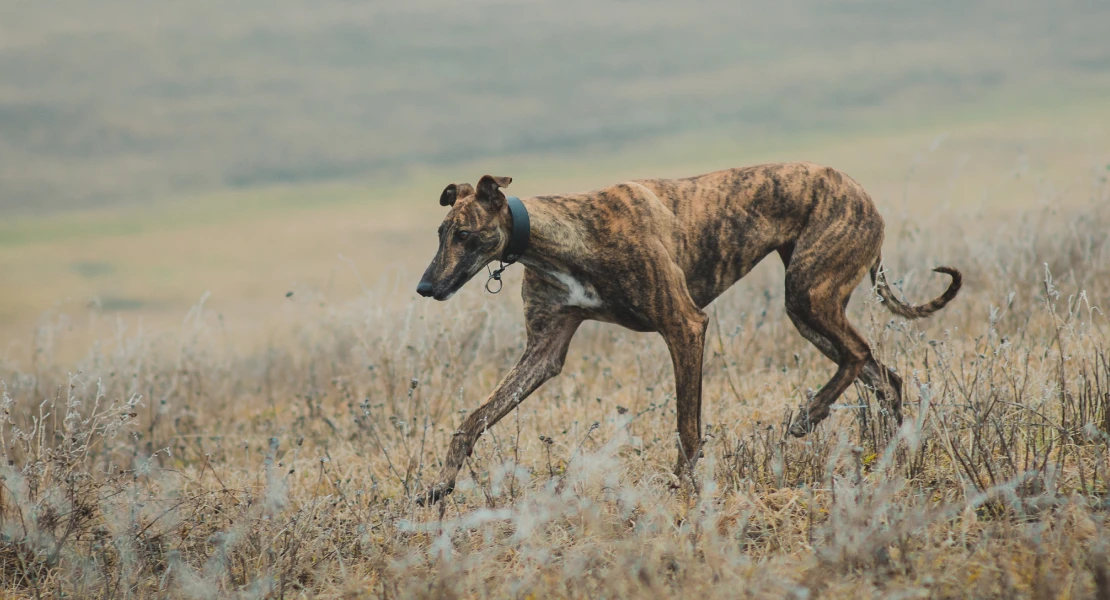 Marcha contra la caza este domingo con el galgo como portagonista