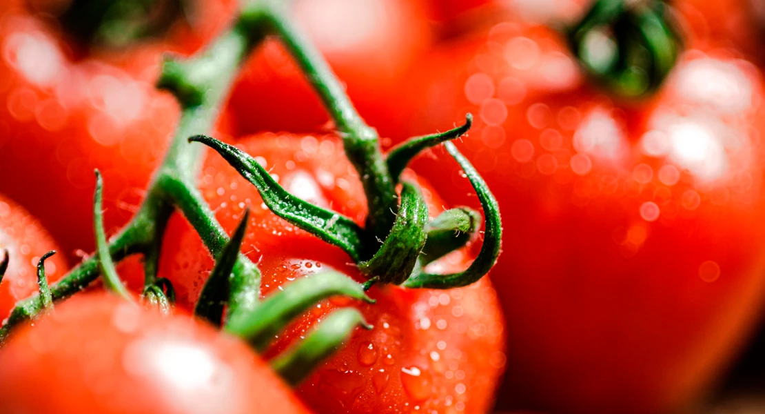 Preocupación sanitaria por tomates contaminados con un metal pesado peligroso