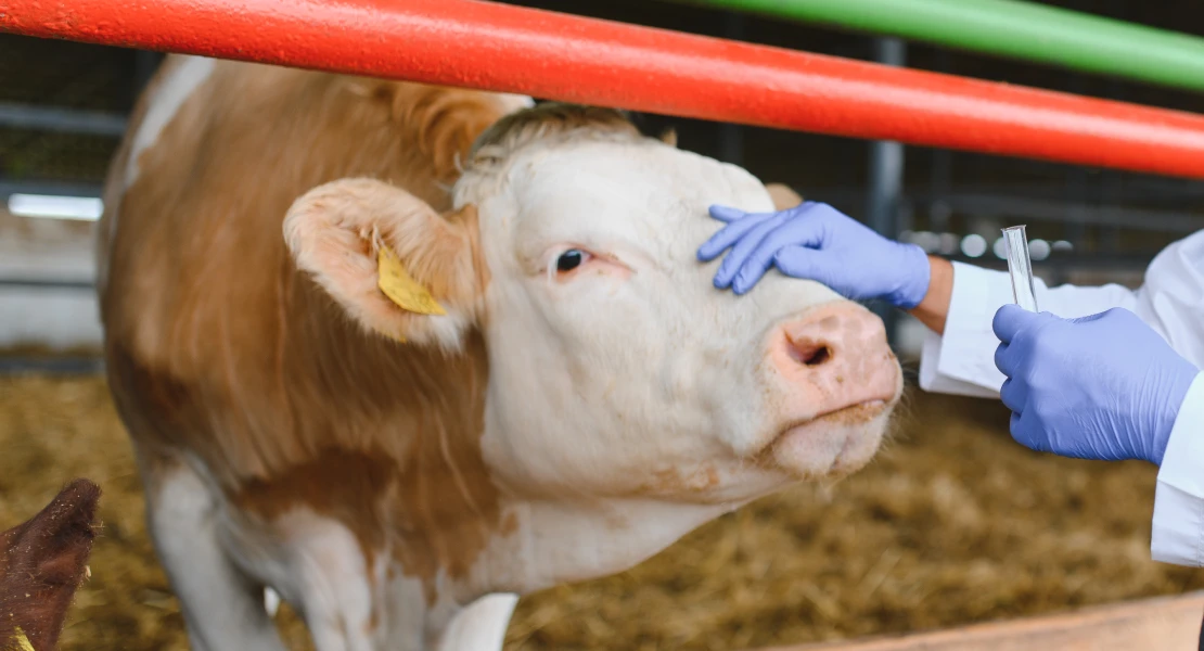 protesta en la frontera por la gestión de la dermatosis nodular