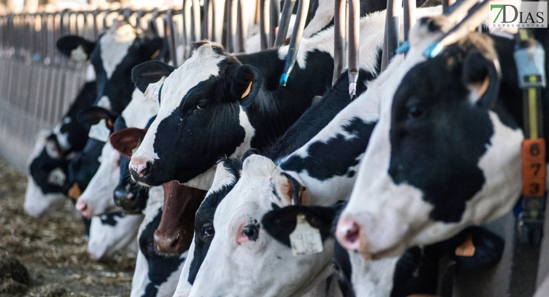 2026 arranca con una caída en los precios de la leche