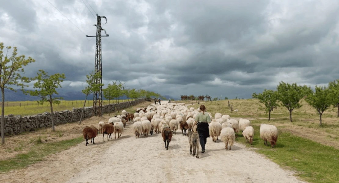 La Junta de Extremadura subvenciona la trashumancia con hasta 5.000 € por ganadero