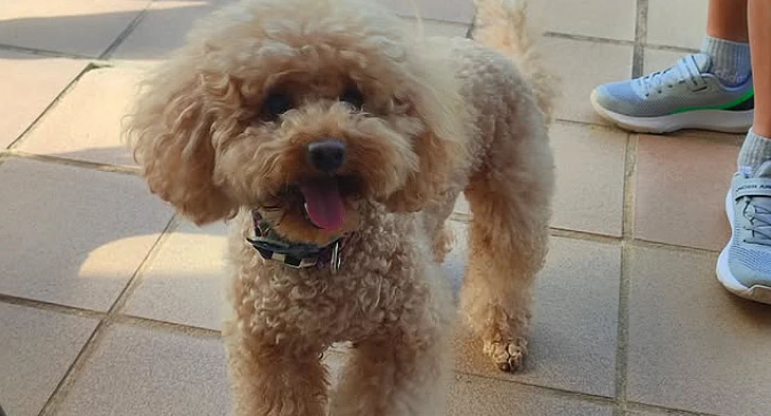 Buscan a Chloe, una caniche ‘influencer’ desaparecida en el norte de Cáceres