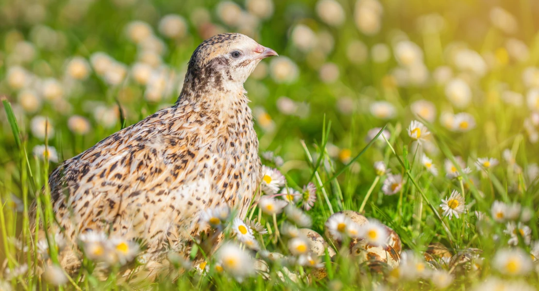 Los cazadores extremeños piden a la Junta rechazar posibles restricciones de caza de la codorniz