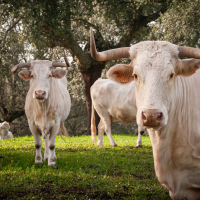 La Diputación de Cáceres impulsa la recuperación de la raza autóctona Blanca Cacereña