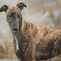 Absuelven a dos acusados de practicar caza con galgos en una finca acotada en Extremadura