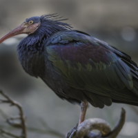 Un año de prisión por disparar a cuatro aves en peligro de extinción en Extremadura