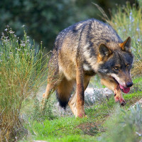Instan a la Junta a que adopte un plan para la recuperación del lobo en Extremadura