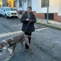 Localizan en Plasencia el coche robado con el perro Goyo en su interior