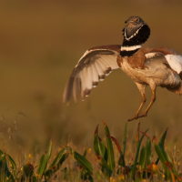 Cargan contra Iberdrola por la nueva línea eléctrica en La Serena: "Cables enfundados o no, las aves se chocan"