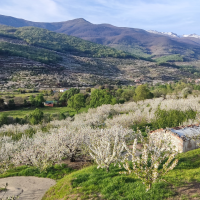 Ya hay fecha para el comienzo del Cerezo en Flor en el Valle del Jerte