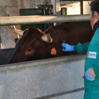 Piden medidas ante el riesgo de entrada de dermatosis nodular contagiosa en Extremadura