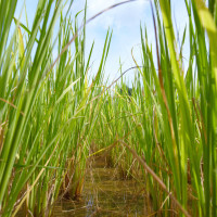 El arroz extremeño, amenazado por las importaciones y la caída de precios