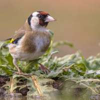 El 'Ave del Año 2026' se encuentra en Extremadura