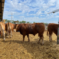 Extremadura lanza ayudas de 2,4 millones para reforzar la bioseguridad del ganado extensivo