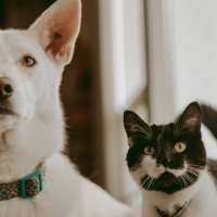 La salud de tu mascota durante la cuesta de enero: ¿qué y cómo puedes recortar?