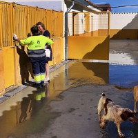 El PSOE indignado: “Pedir donaciones de pienso y dinero para la perrera es una desfachatez institucional”