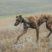 La marcha contra la caza de este domingo tendrá al galgo como protagonista