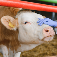 Ganaderos protestarán en la frontera con Francia por la gestión de la dermatosis nodular