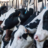 2026 arranca con una caída en los precios de la leche