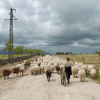 La Junta de Extremadura subvenciona la trashumancia con hasta 5.000 € por ganadero