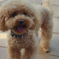 Buscan a Chloe, una caniche ‘influencer’ desaparecida en el norte de Cáceres