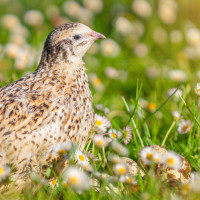 Los cazadores extremeños piden a la Junta rechazar posibles restricciones de caza de la codorniz