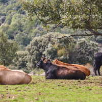 Extremadura convoca ayudas para la cría de razas ganaderas autóctonas