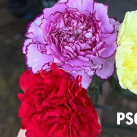 El cementerio de Cáceres acogerá un acto en memoria de los represaliados por el franquismo