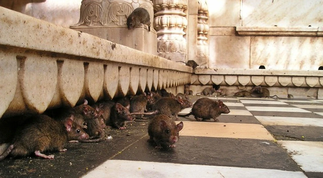 ANECPLA advierte del repunte de ratas en varias ciudades españolas