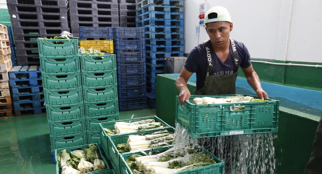 UPA defiende la regularización de migrantes para cubrir la falta de mano de obra en el campo